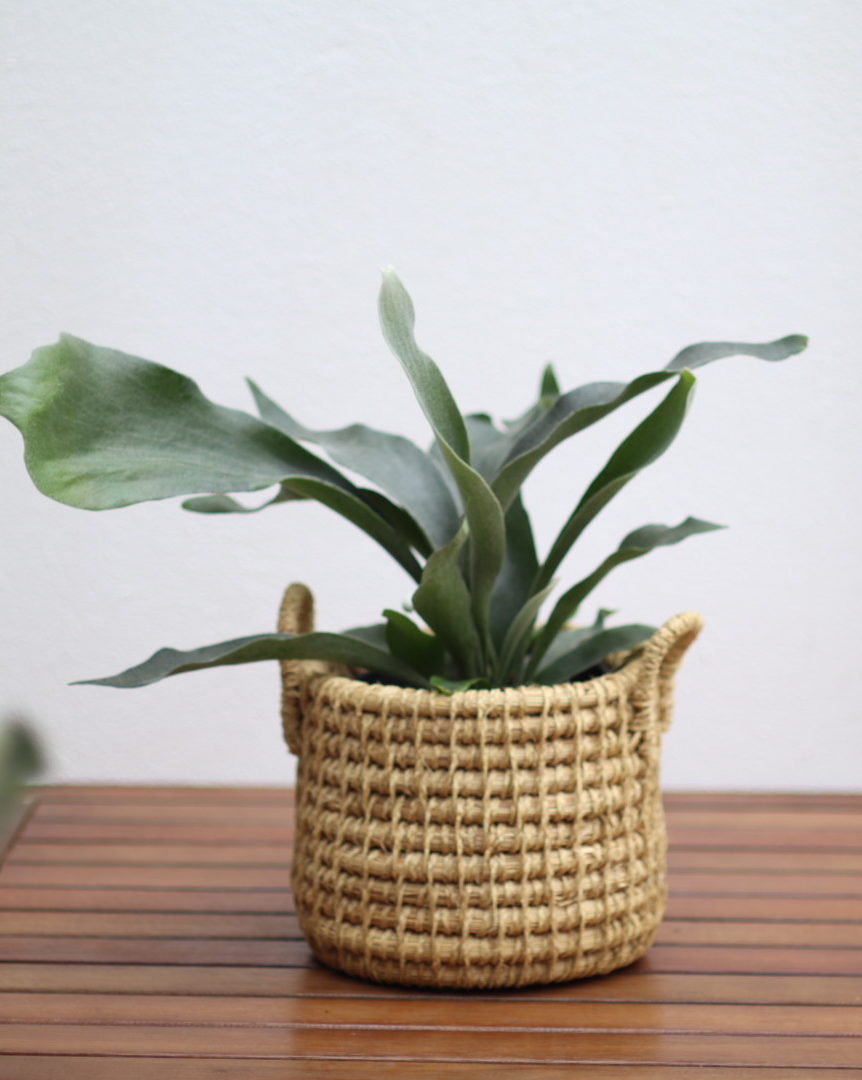 Staghorn Fern - Saffron's Garden Online Shop