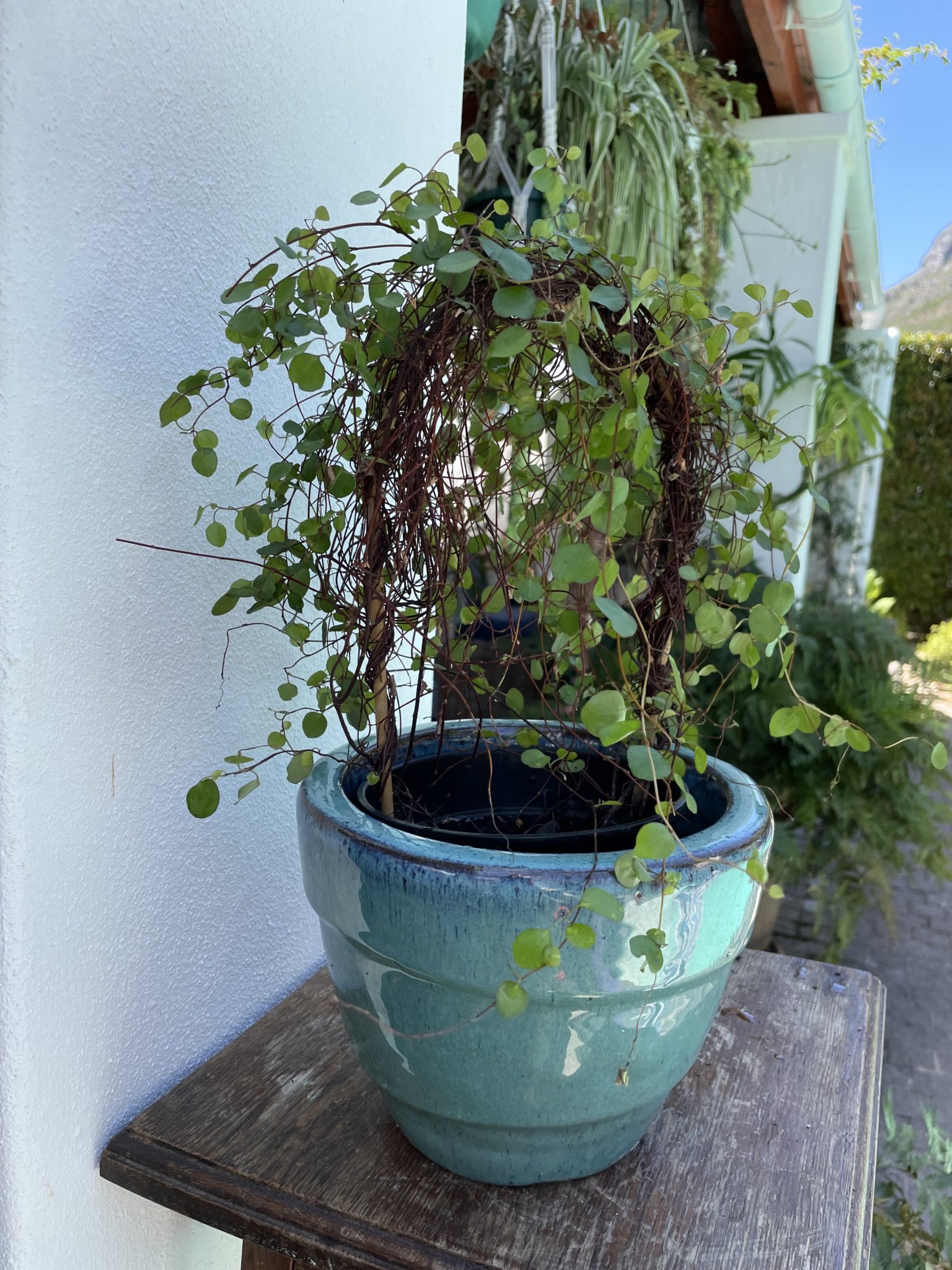 Maidenhair Vine in pot - Saffron's Garden Online Shop