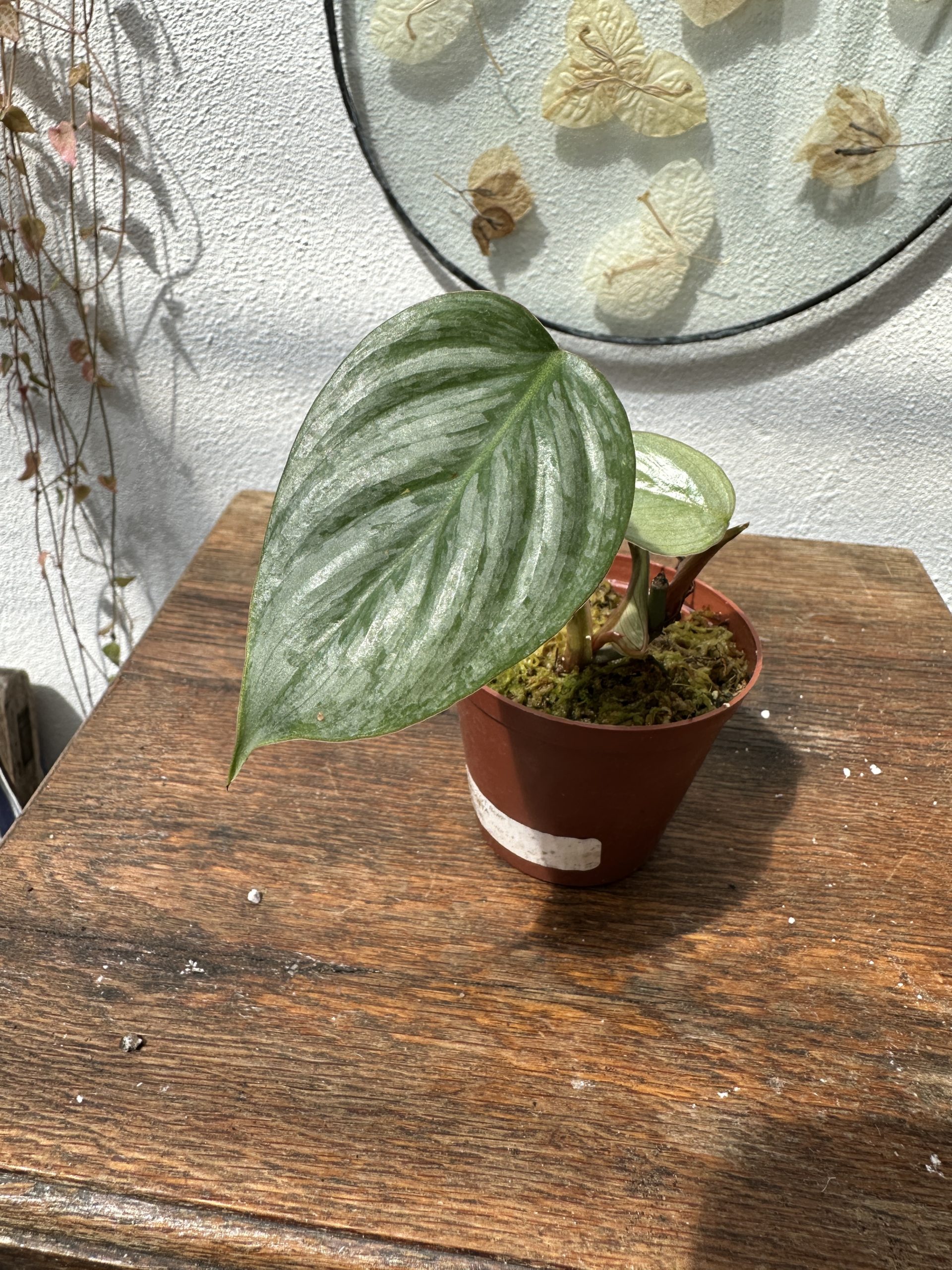 philodendron gigas Philodendron gigas  Plant Studio