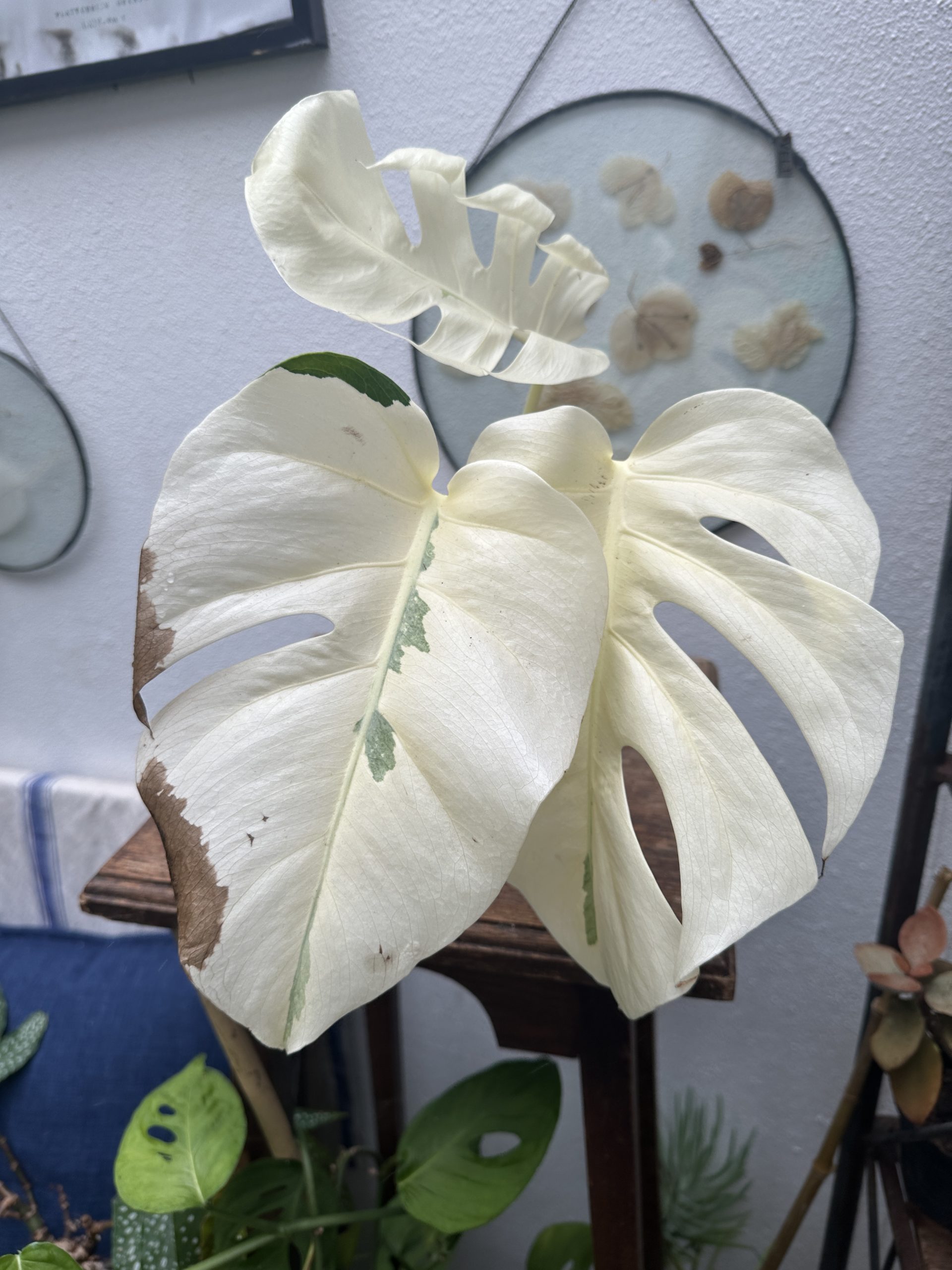 Orchidarium - ☘️🦢🍀🦢☘️🦩 Monstera variegata : 3 plantes