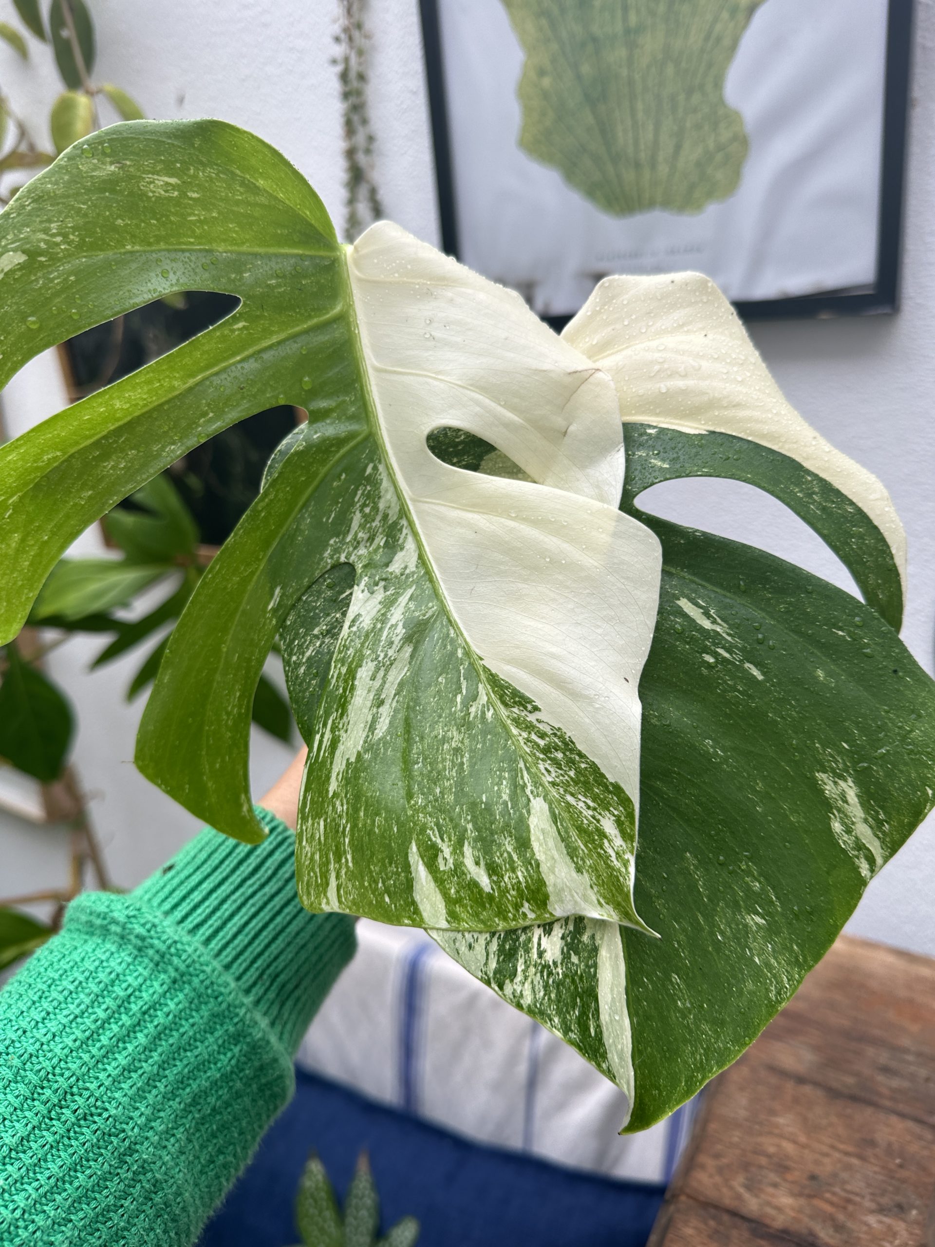 Monstera deliciosa Variegata 17 - Saffron's Garden Online Shop